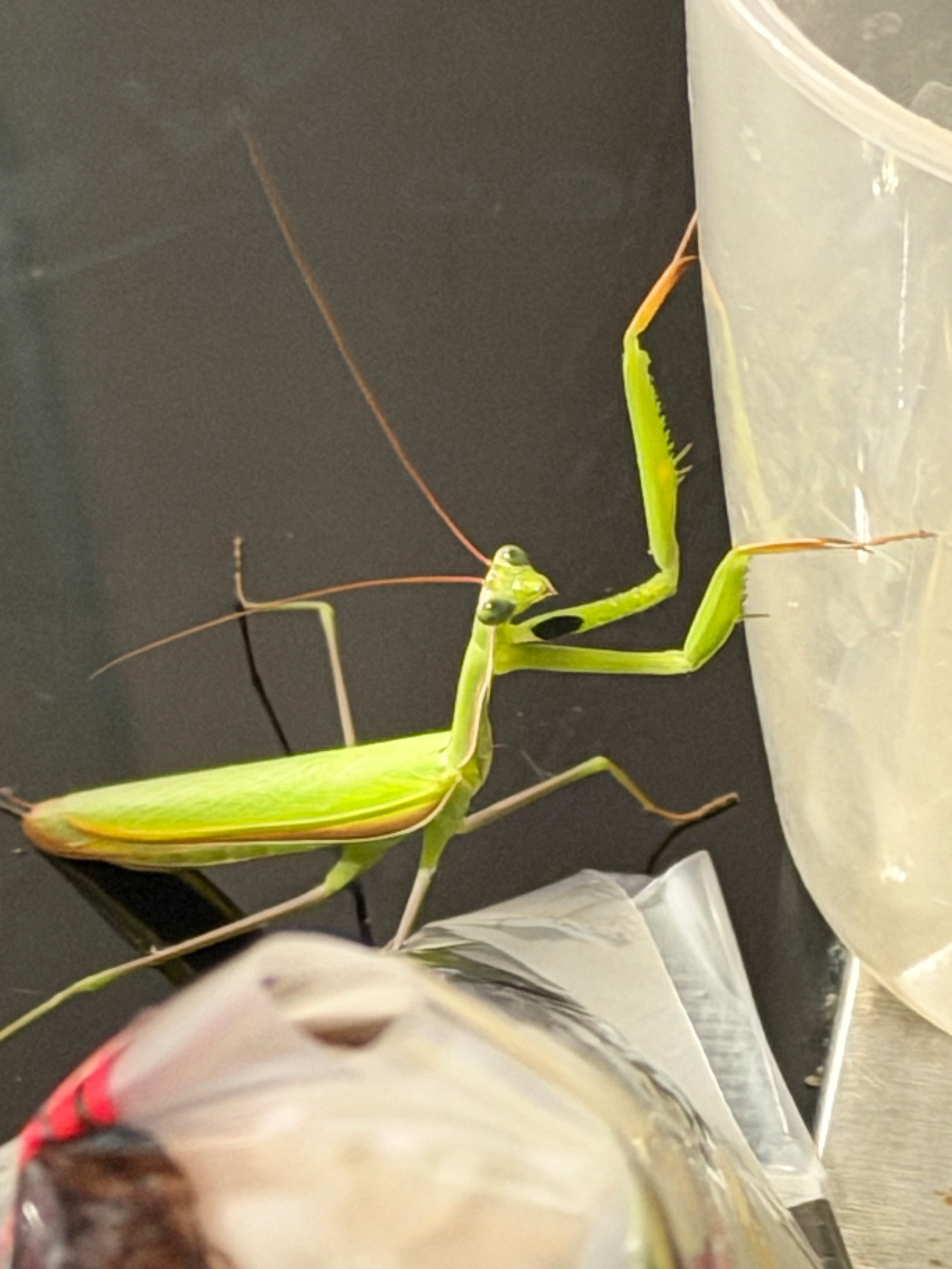 A vibrant green praying mantis is perched on the edge of a plastic rice cup
