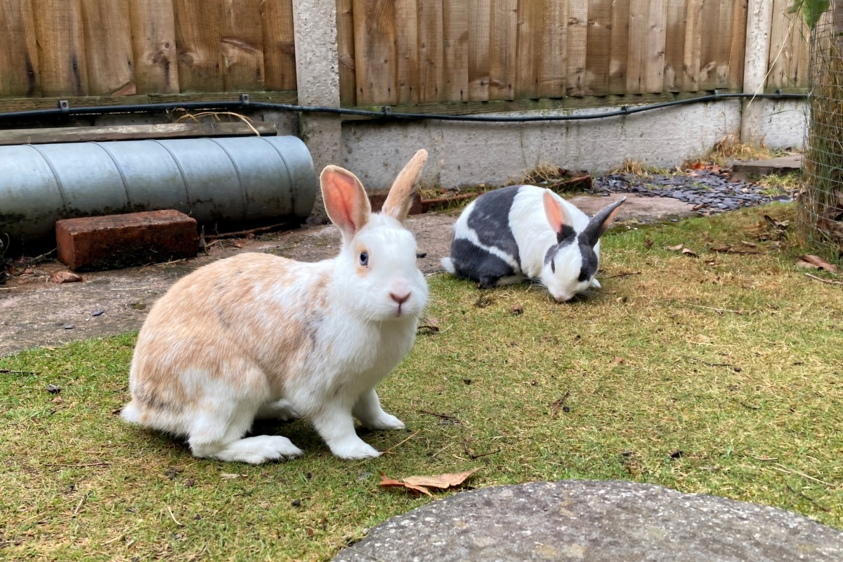 Two rabbits on a parched but moist from the rains lawn in a back garden. One has its head up alert to something, the other is heads down eating grass.