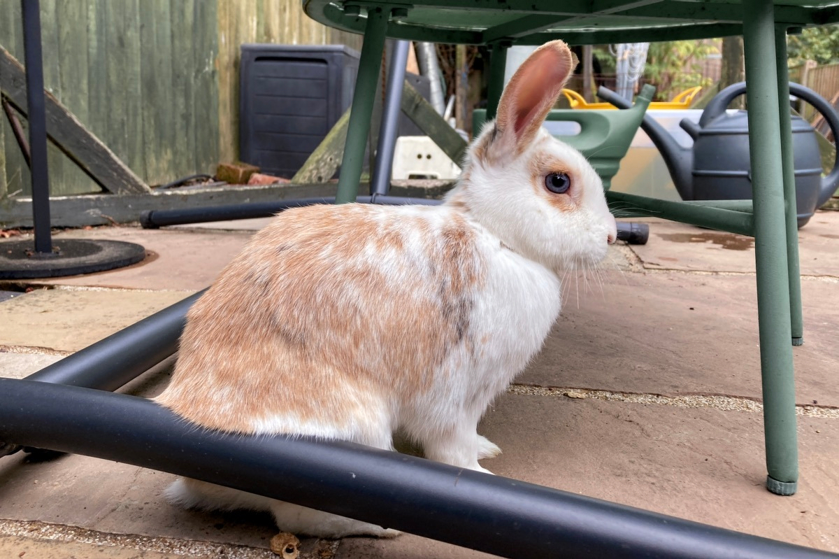 A rabbit is sitting to attention on a patio. There are various pieces of garden furniture and watering cans around.