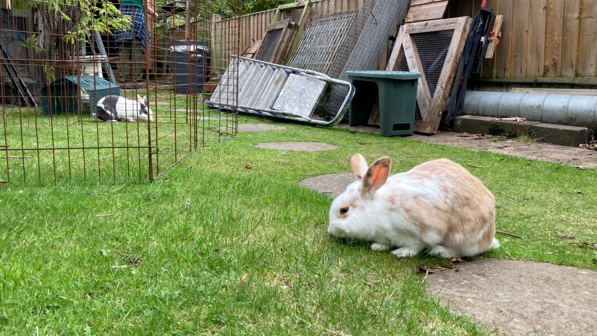 Two rabbits are chomping on grass on a lawn. There&rsquo;s a lot of junk piled up behind them