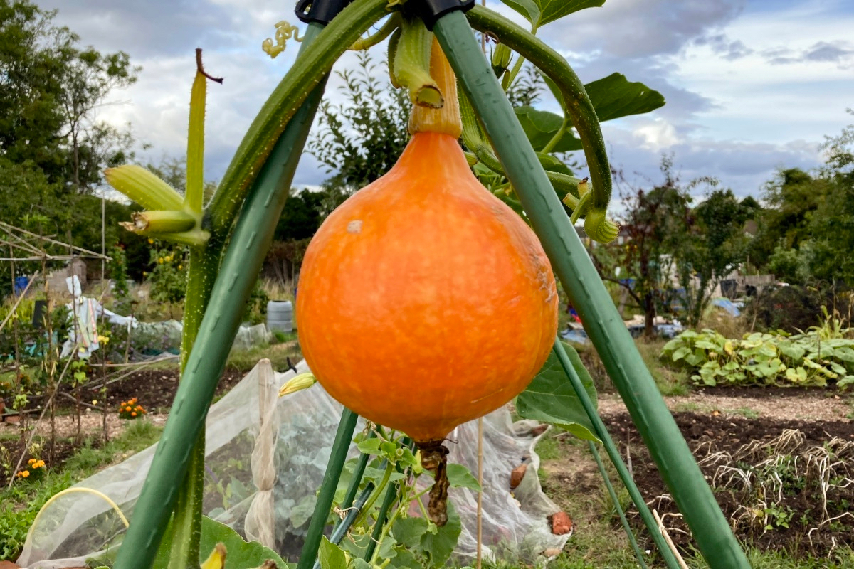 A bright orange squash, possibly a pumpkin, is hanging from the apex of a green plastic frame on an allotment. It is perfectly round. Behind can be seen various vegetable beds and plants on other allotment plots.