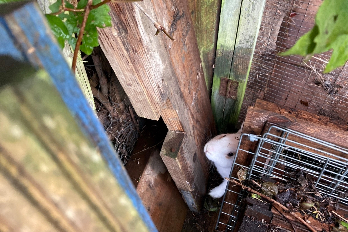 A rabbit is peeking out from behind some piles of detritus in the corner of a garden.