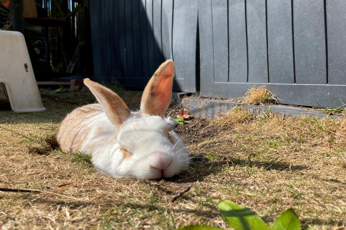 A photo of a rabbit snoozing in a shallow hole it has dug in the lawn.