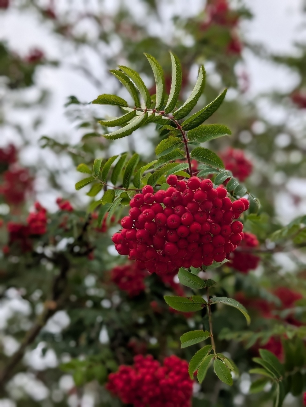 A cluster of bright red berries hangs from a branch with green, serrated leaves against a blurred background.