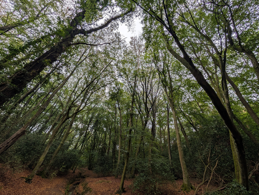 Tall trees with green leaves form a canopy over a forest floor covered in dry leaves.