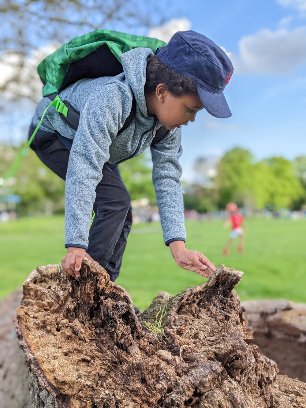A child wearing a blue cap and gray jacket is closely examining a large, hollowed-out tree stump in a park.
