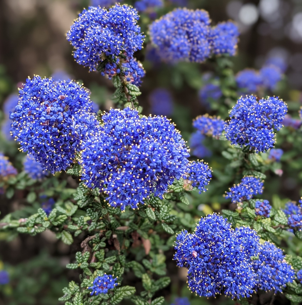 Clusters of vibrant blue flowers with tiny yellow tips bloom on green leafy branches.