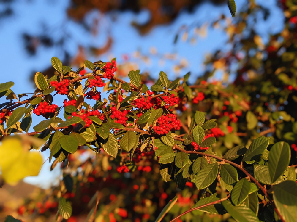 A branch with clusters of bright red berries and green leaves is illuminated by warm sunlight against a blurred background.