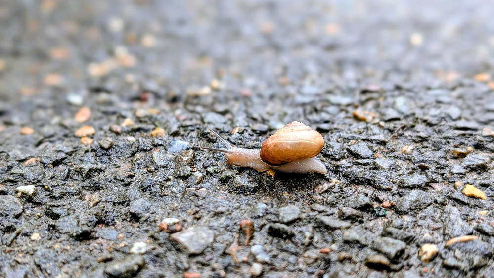 A small snail with a brown shell is crawling on a textured, wet surface.