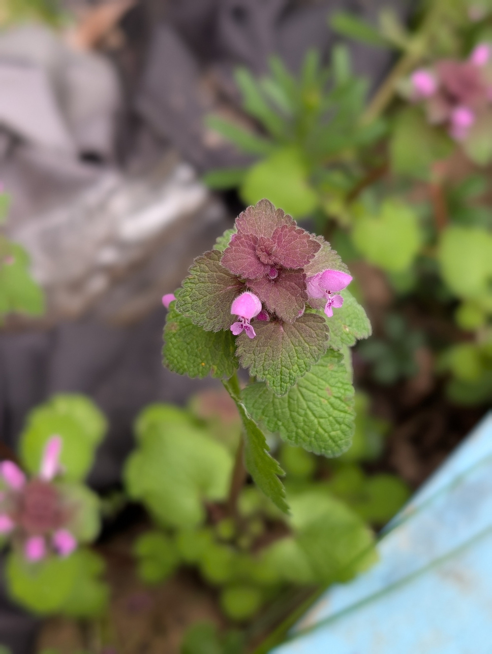A small plant with purple and pink flowers has green leaves, growing among some fabric and other foliage.