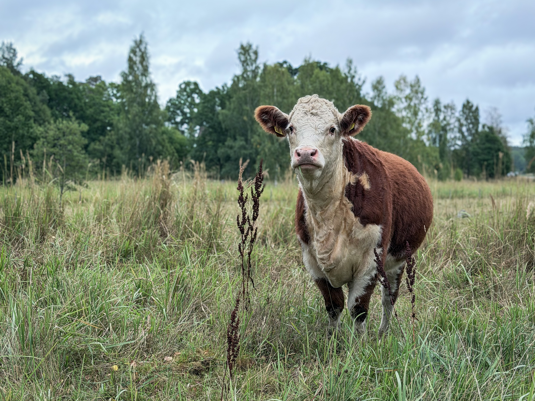 A brown and white cow is standing in a grassy field with trees and a cloudy sky in the background.