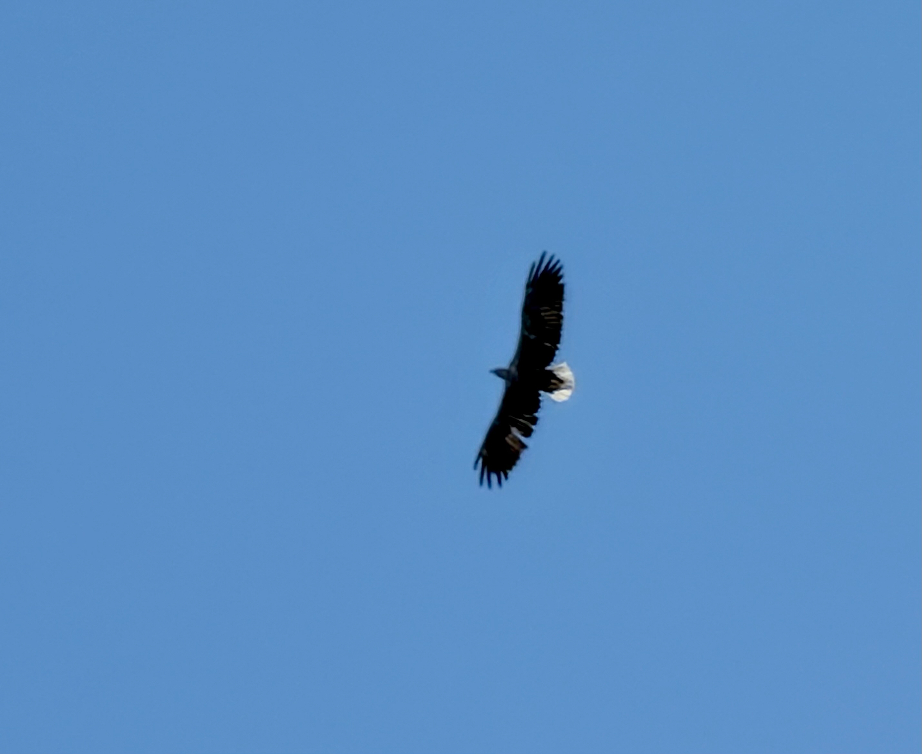 Havsörn mot blå himmel